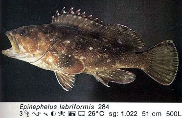 Epinephelus labriformis